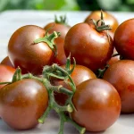 Kirschtomate 'Brown Berry' Samen – Bild 2