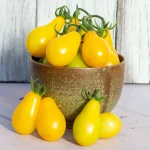 Tomate Gelbes Birnchen
