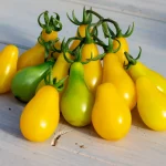 Tomate 'Gelbes Birnchen' Samen