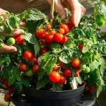 Zwergtomate Tiny Tim Samen – Bild 3