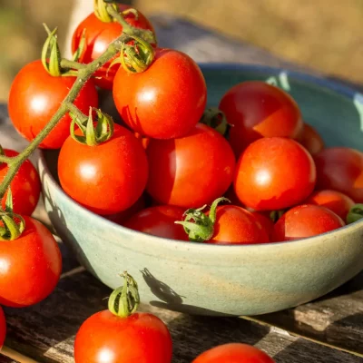 Tomate Tommy toe
