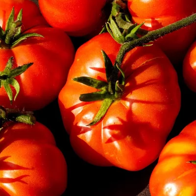 Tomate Costoluto Genovese