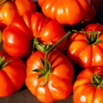 Fleischtomate 'Costoluto Genovese' Samen – Bild 2