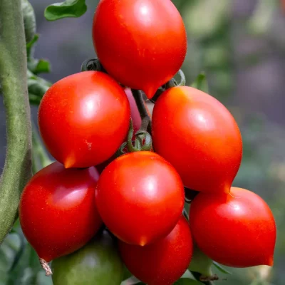 Tomate Piennolo