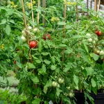 Ampeltomate 'Gartenperle' Samen – Bild 2