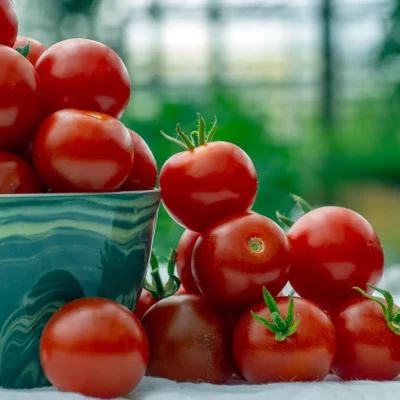 Tomate Zuckertraube