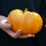 Ochsenherztomate Orange Samen – Bild 2
