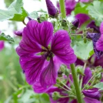 Wilde Malve Blüten