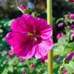 Wilde Malve Blüten
