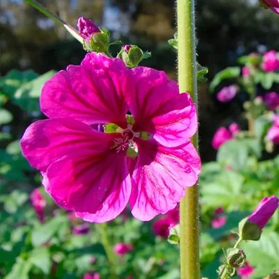 Wilde Malve Blüten
