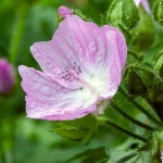 Moschusmalve Blüte
