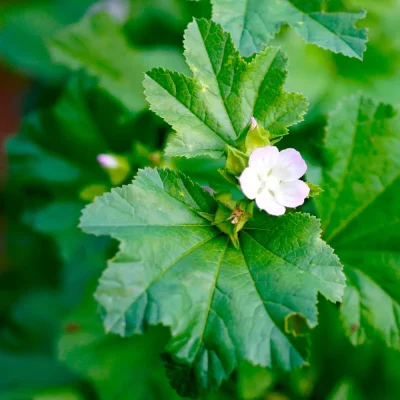 Chinesische Gemüsemalve Blüte