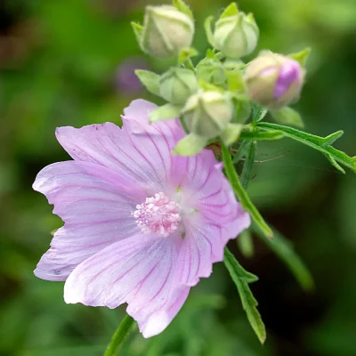 Rosenmalve Blüte