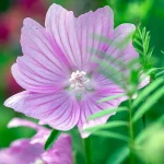 Rosenmalve Samen – Bild 2