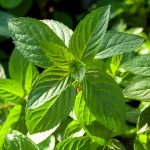 Englische Pfefferminze 'Mitcham' Pflanze – Bild 2