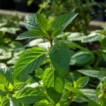 Englische Pfefferminze Mitcham