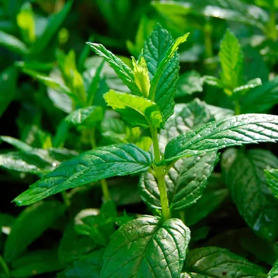 Spearmint