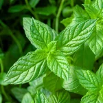 Spearmint Pflanze – Bild 2