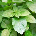 Mentuccia-Minze Pflanze – Bild 2