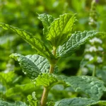 Mojito-Minze