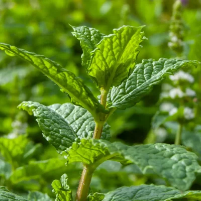 Mojito-Minze