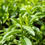 Persische Minze Pflanze – Bild 2