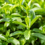 Persische Minze Pflanze – Bild 3