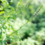 Tunesische Minze Pflanze – Bild 2