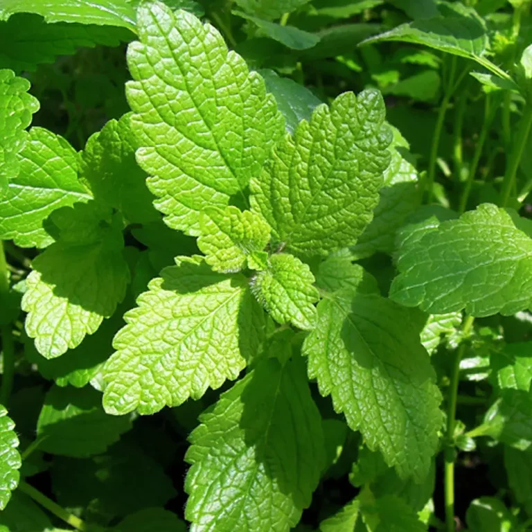LImonenmelisse