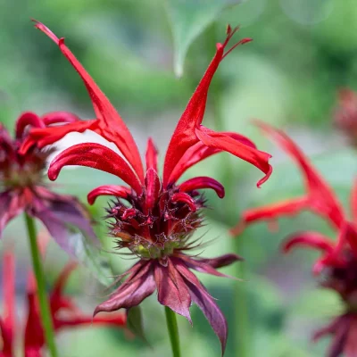 Monarde jacob Cline