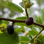 Schwarze Maulbeere Pflanze
