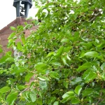 Schwarze Maulbeere Pflanze – Bild 2