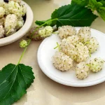 Weißer Maulbeerbaum Pflanze