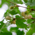 Weißer Maulbeerbaum Pflanze – Bild 2