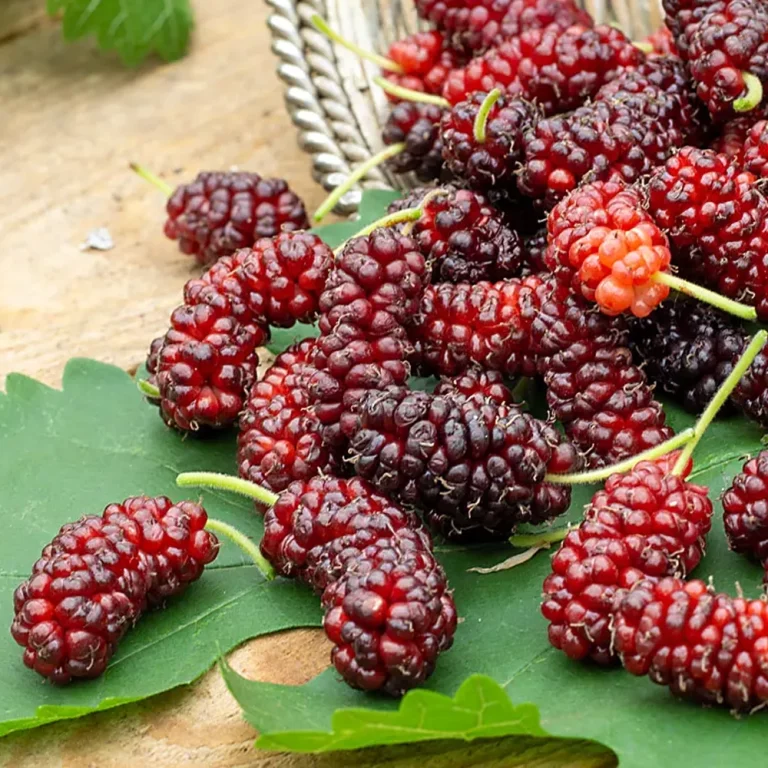 Zwergmaulbeere Mulle Früchte