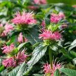 Monarde 'Pardon my Pink' Pflanze – Bild 2