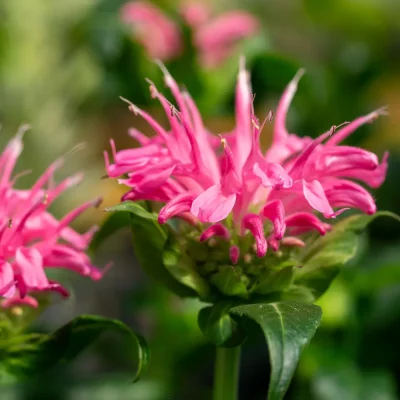 Monarde Pardon my Pink