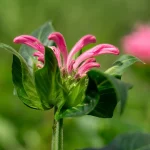 Monarde 'Pardon my Pink' Pflanze – Bild 4