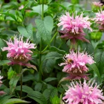 Monarde 'Beauty of Cobham' Pflanze – Bild 2