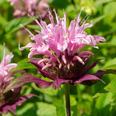 Monarde Beauty of Cobham