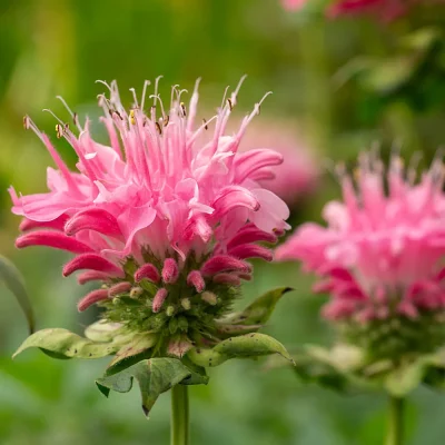 Monarde Marshalls Delight