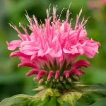 Monarde 'Marshall's Delight' Pflanze – Bild 2