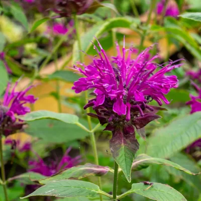 Monarde Saxon Purple