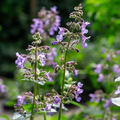 Katzenminze Wild Cat Blüte