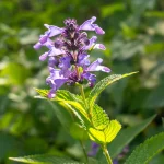 Hohe Katzenminze 'Manchu Blue' Pflanze