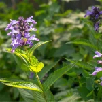 Hohe Katzenminze 'Manchu Blue' Pflanze – Bild 2