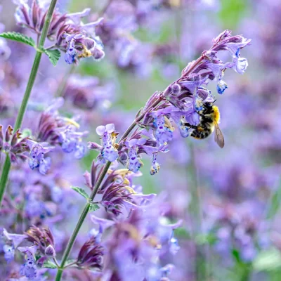 Katzenminze Felix Blüte mit Hummel
