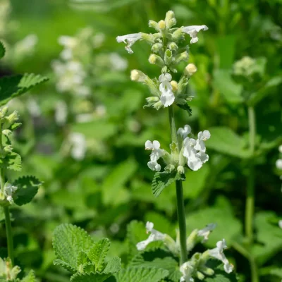 Weisse Katzenminze Blüte