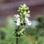 Weiße Katzenminze Pflanze – Bild 2