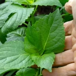 Afrikanisches Baumbasilikum